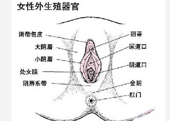 女性怎么治急性外阴炎