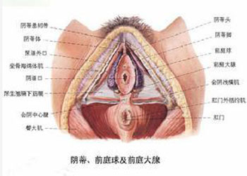 外阴炎是怎么回事