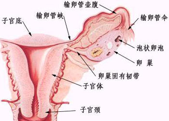 有附件炎可以怀孕吗